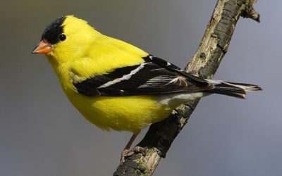 Les braconniers de Poissy piégeaient les chardonnerets avec de la glu