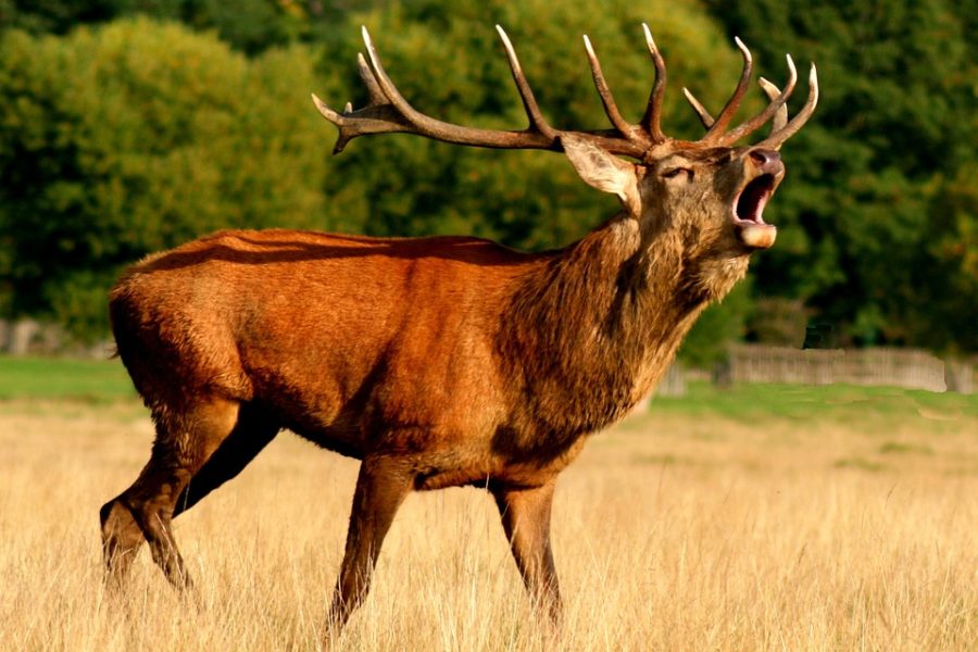 Un couple poursuivi pour braconnage pendant le brame du cerf