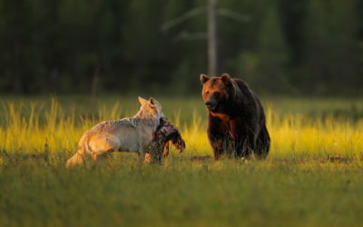 60% des animaux sauvages ont disparu en quarante-quatre ans