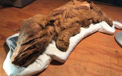 Momies : un caribou et un loup de l’âge de glace retrouvés très bien conservés