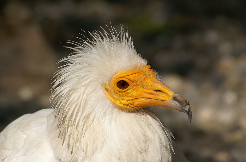 Des oiseaux protégés criblés de plomb, la Frapna s’en prend aux chasseurs