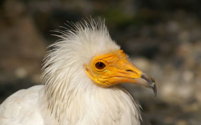 Des oiseaux protégés criblés de plomb, la Frapna s’en prend aux chasseurs