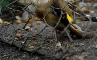 La justice donne tort aux chasseurs de bruants ortolans