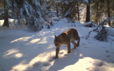 Ours, lynx, bouquetins : quel bilan pour les renforcements d’espèces menacées ?