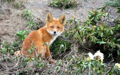 L’Office Français de la Biodiversité fait la part belle aux chasseurs