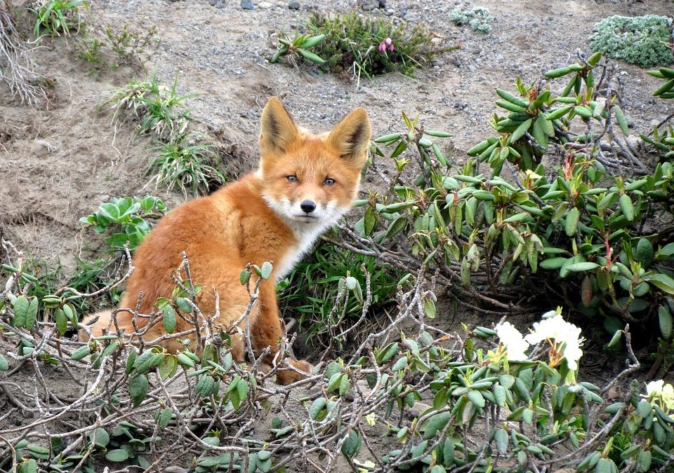 Une prime au mérite pour les chasseurs qui tueront le plus de renards