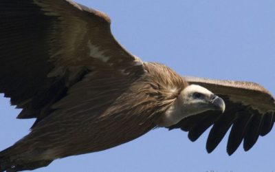 Lozère : on tire encore sur les vautours, des oiseaux menacés et protégés