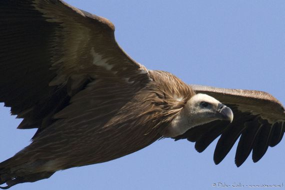 Lozère : on tire encore sur les vautours, des oiseaux menacés et protégés