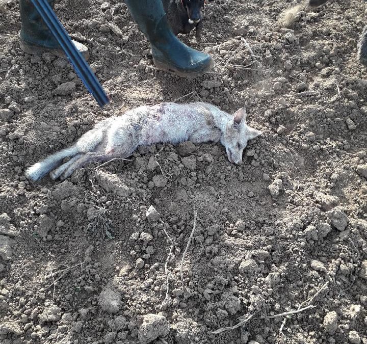 Un renard blanc abattu par un chasseur dans le Calvados