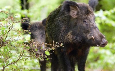 Chargé par le sanglier qu’il visait, un chasseur finit à l’hôpital