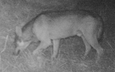 Ce n’est pas un loup, mais un chien qui a attaqué un troupeau à Athie