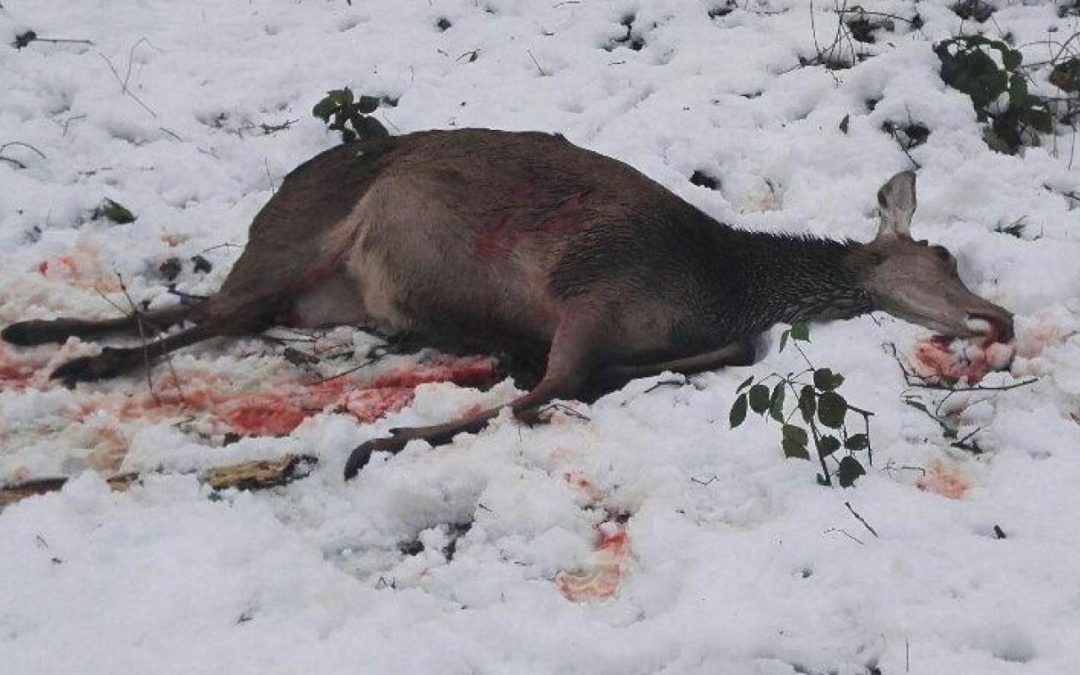 Une biche massacrée devant de jeunes élèves