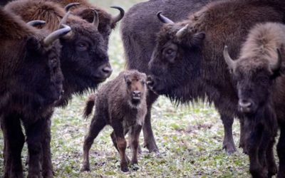 La préfecture de Haute-Savoie fait exterminer 19 bisons