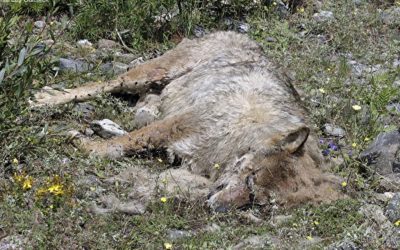 Une association porte plainte après la disparition du Loup de Valberg