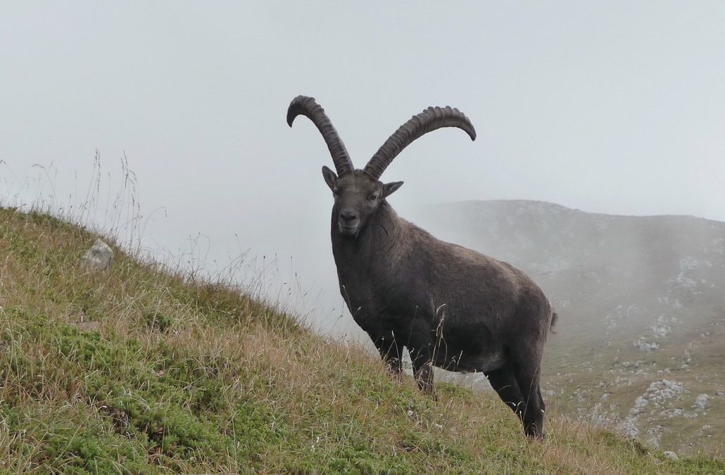 Une nouvelle victime de la chasse