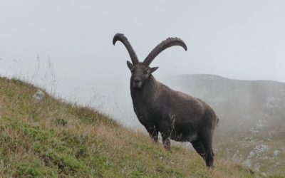 Une nouvelle victime de la chasse