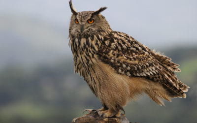 Encore une espèce protégée victime de la chasse !