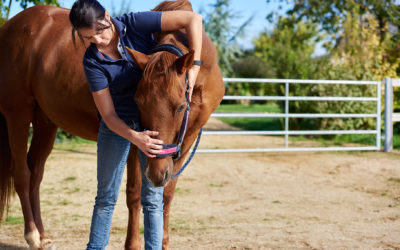 Communiqué de l’Ordre National des Vétérinaires – ostéopathie animale