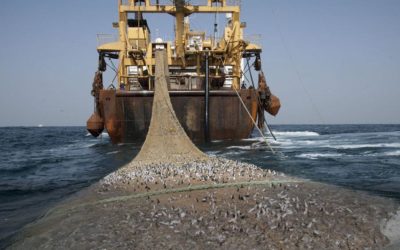 Surpêche, un pillage organisé qui provoque des migrations