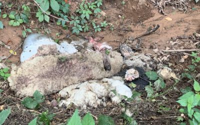 Un charnier sauvage découvert en Saône-et-Loire