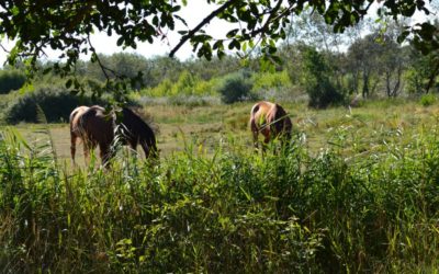 Surveillance des chevaux au pré