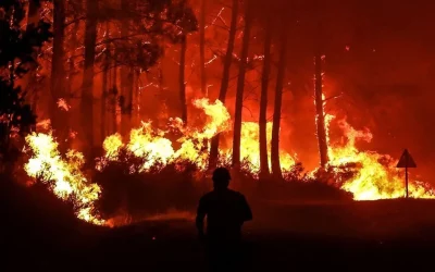 Incendies de forêts, biodiversité, que vive la “broussaille” !
